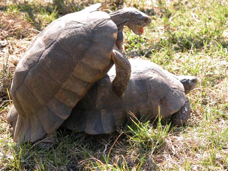 Breitrandschildkroeten bei der Paarung