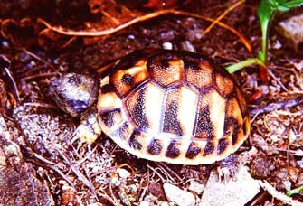 Juvenile Testudo hermanni boettgeri