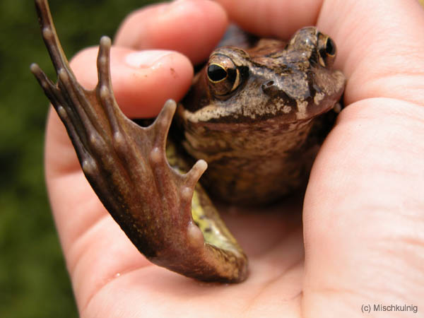 Graschfrosch2