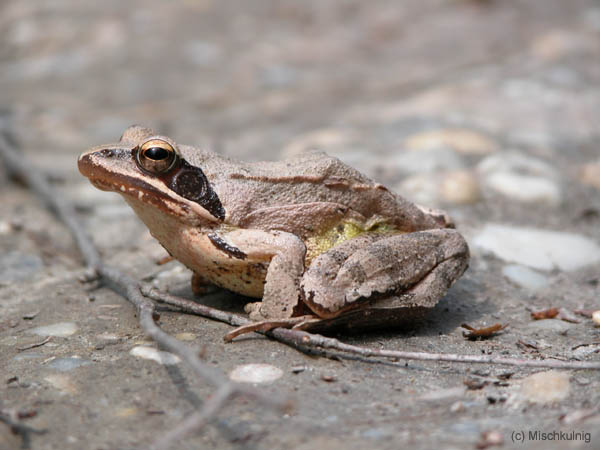 Springfrosch