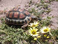 Schnabelbrustschildkroete