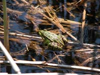 Seefrosch