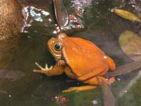 Tomatenfrosch