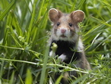 160-Hamster