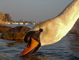 160-Schwan