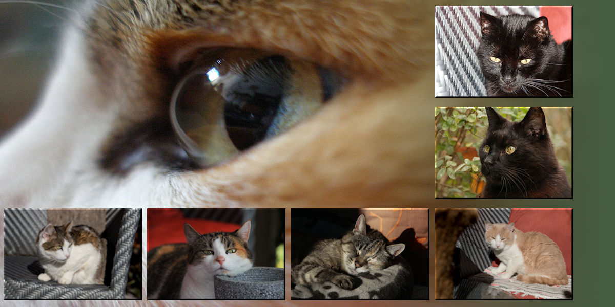 unsere Katzen