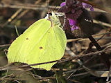 BZ042015_160