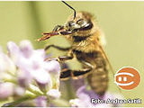 BZ072015_160